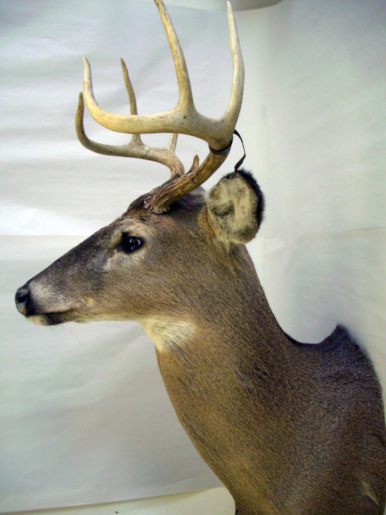 Deer Shoulder Mount — Water Damage Restoration