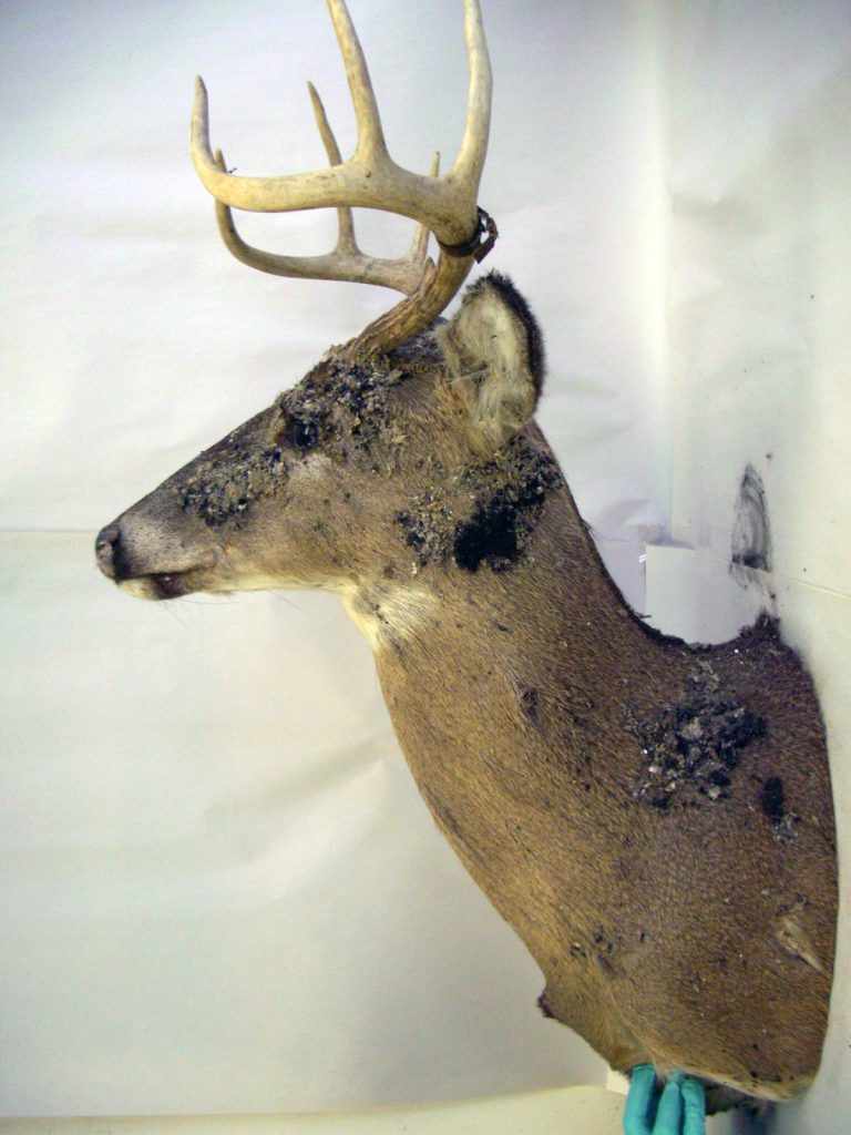 A damaged deer taxidermy mount with antlers shows patches of black and white debris