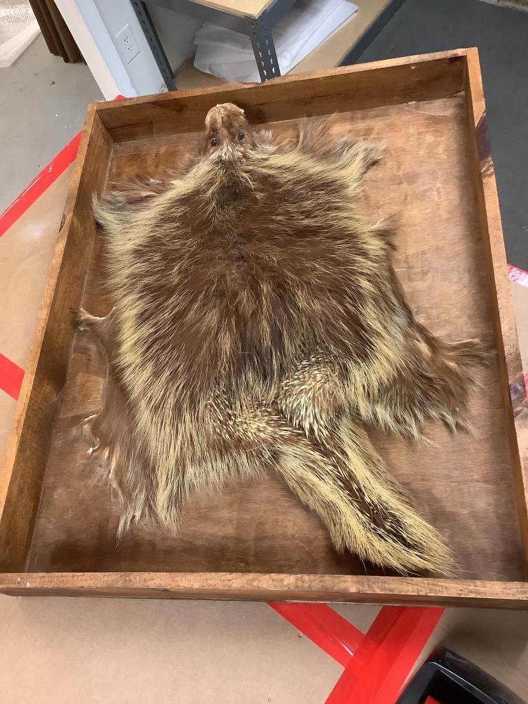 Antique Porcupine Mount — Restored
