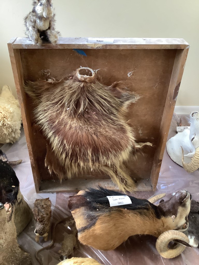 Porcupine Mount — Before Treatment ✦ CLAIM DOCUMENTATION