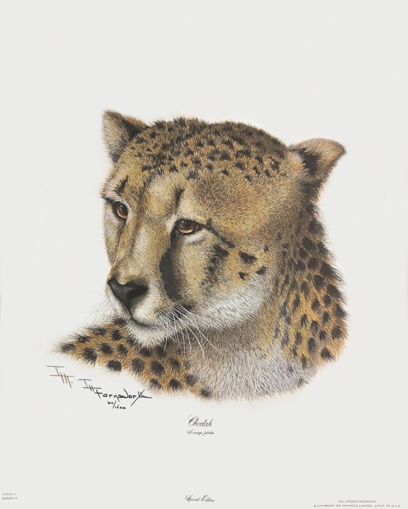 Realistic illustration of a cheetah's head and upper body, featuring detailed spotted fur and whiskers