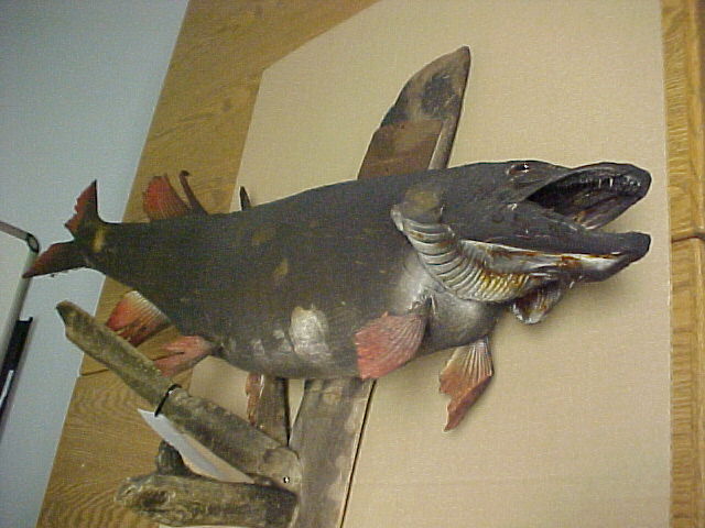 A large, dark taxidermy fish with an open, toothy mouth and red