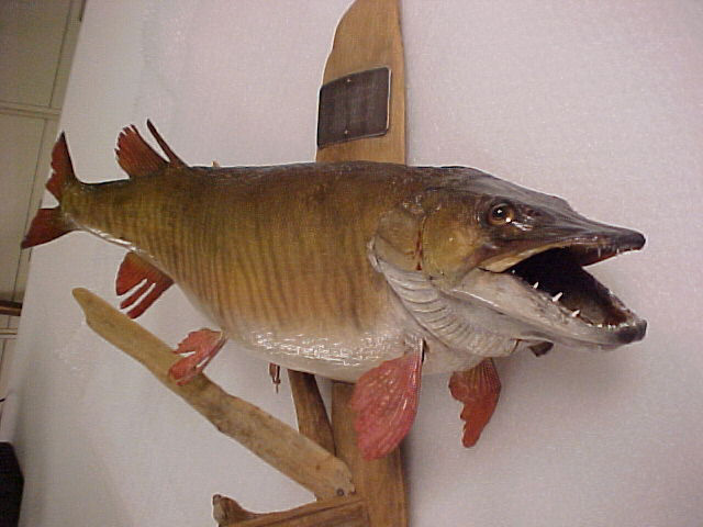 A large taxidermy muskellunge fish with sharp teeth mounted on a wooden plaque.