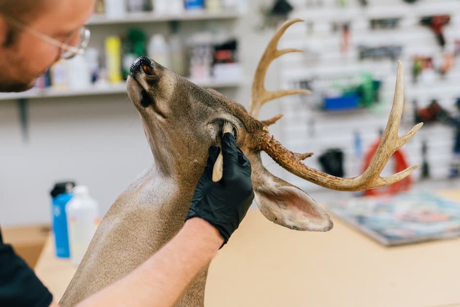 A taxidermist meticulously works on the eye of a deer head mount with antlers