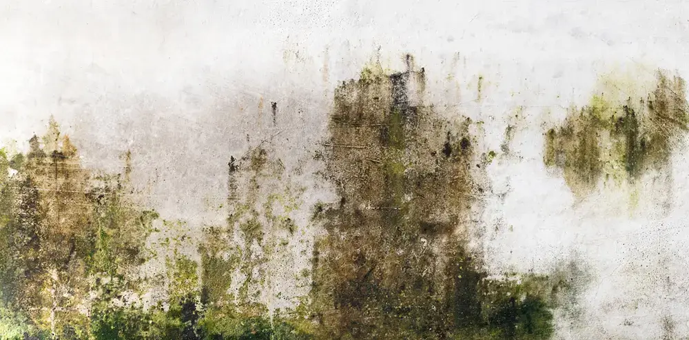 Closeup cement wall with moss