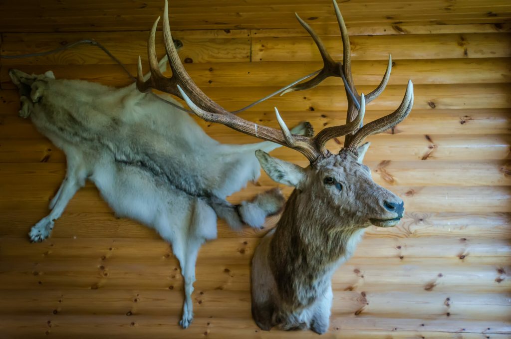 How to Clean a Deer Mount (And How Often You Should)